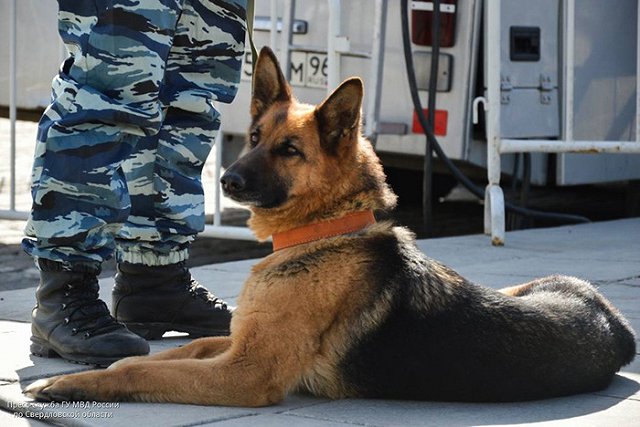 Кинологи свердловской полиции отметили профессиональный праздник