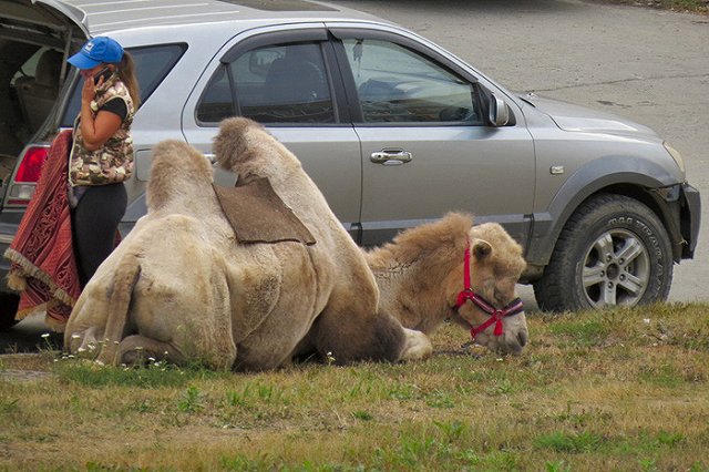 Сжегших верблюдов «для укрепления России» привлекут за живодерство