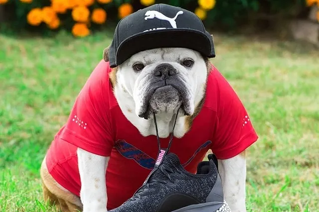 Бульдог из России номинирован на премию People’s Choice Awards