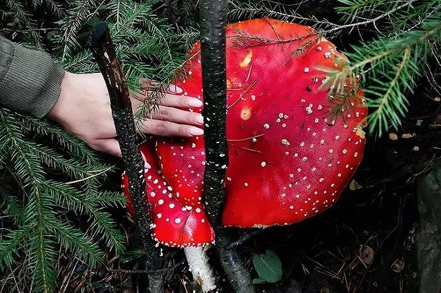 На Урале нашли мухомор размером с большую пиццу