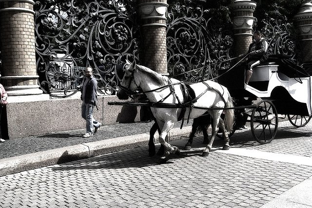 В Санкт-Петербурге лошадь откусила нос мужчине, который полез к ней целоваться