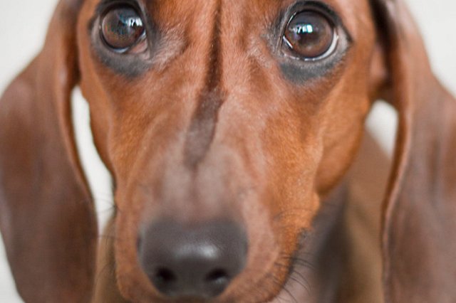 Запрет на импорт кормов для домашних животных из США и стран ЕС вводится в России