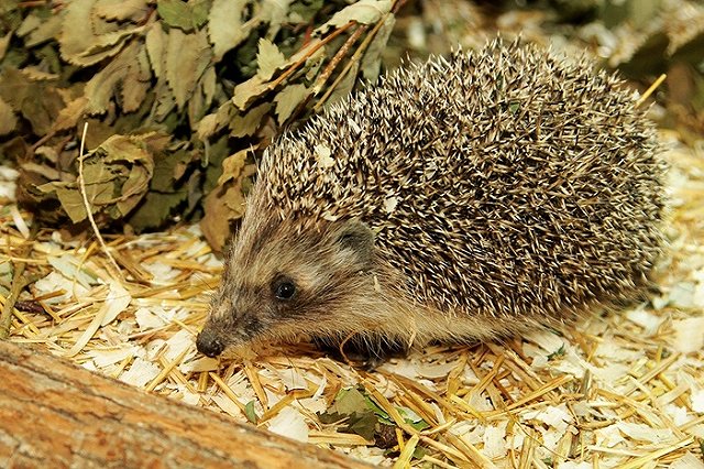 Ежиха Карри предсказала екатеринбуржцам холодную и пасмурную весну