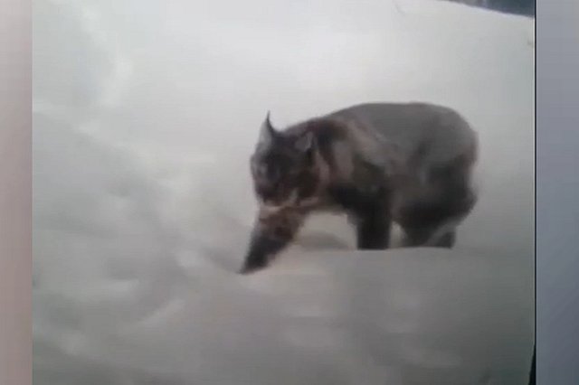 Под Екатеринбургом рысь пробралась во двор частного дома и загрызла собаку