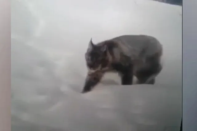 Под Екатеринбургом рысь пробралась во двор частного дома и загрызла собаку