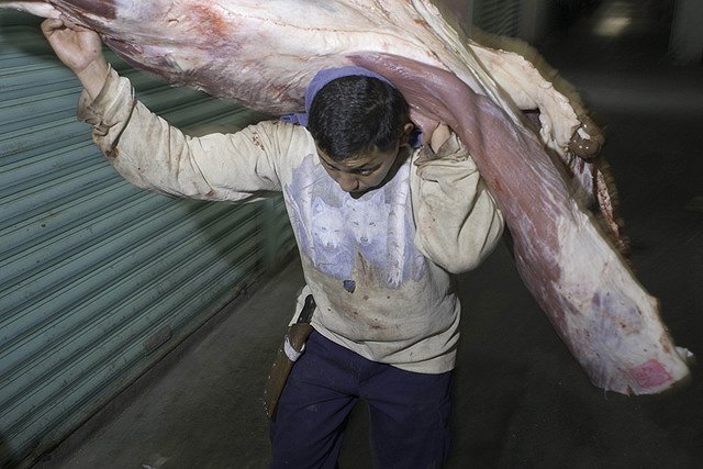 Мясо крокодила могут начать поставлять на российский прилавок