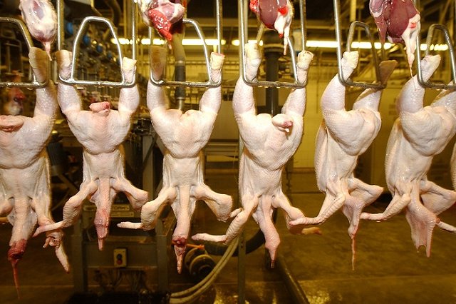 Птицефабрику на Урале привлекут к ответственности за куриный помет на поле