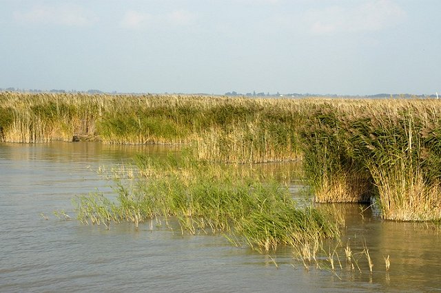 Депутаты разрешили свердловчанам собирать мох и камыш