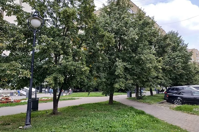 Благодаткова — о вырубке тополей на Грибоедова: время покажет, что мы правы