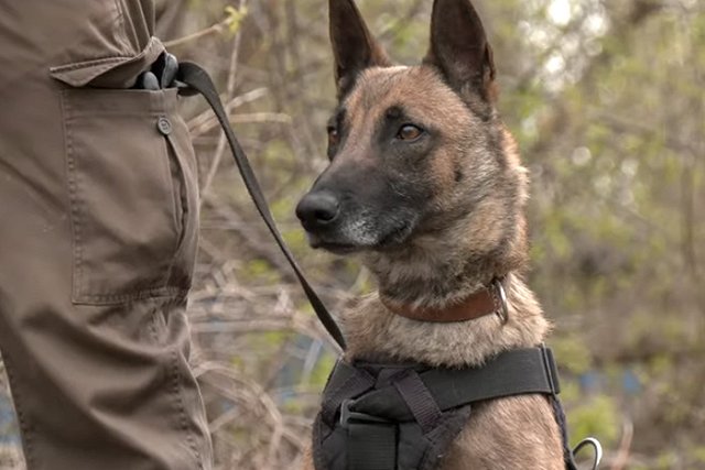 В посылках одного из продавцов на складе маркетплейса в Петербурге обнаружили наркотики