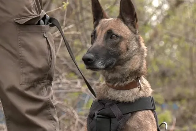 В посылках одного из продавцов на складе маркетплейса в Петербурге обнаружили наркотики