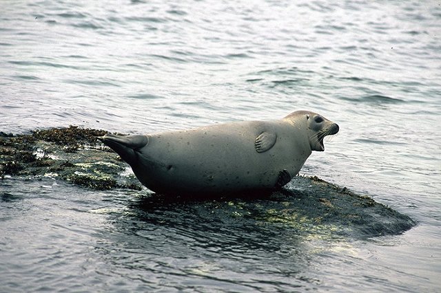Детеныш ларги погиб на Сахалине из-за жестокости людей