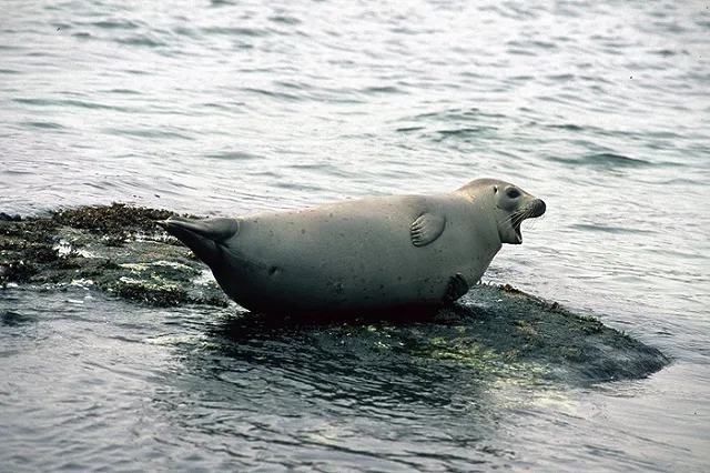 Детеныш ларги погиб на Сахалине из-за жестокости людей