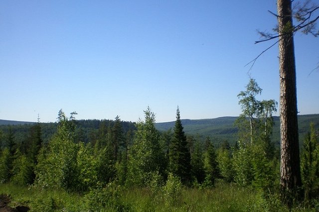 Работа мечты: Висимский заповедник открыл вакансию смотрителя лесного отеля