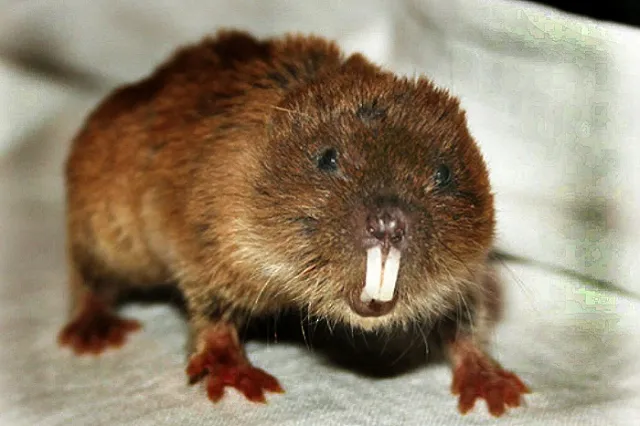 В Екатеринбургском зоопарке поселилась необычная семья