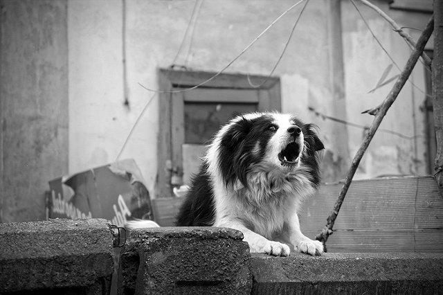 Жителей России начнут штрафовать за ночной собачий лай или работающую сигнализацию