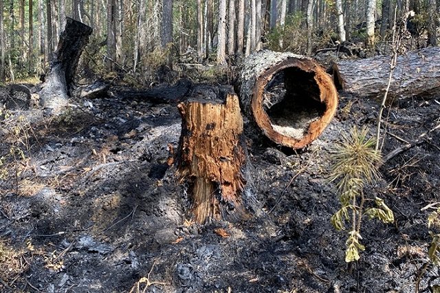 Владельцев Чемоданчика оштрафуют за то, что посетители жарили шашлык