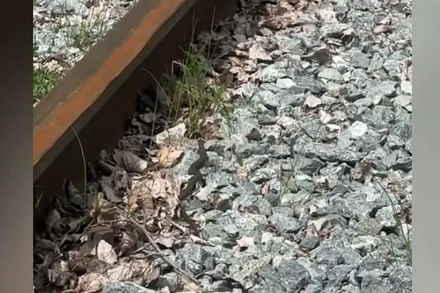 Свердловчане заявили о нашествии змей в лесах под Екатеринбургом