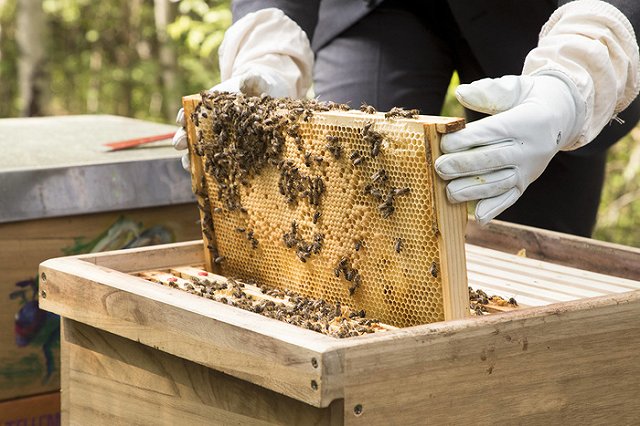 Пчеловоды предупредили о дефиците меда из-за плохой погоды