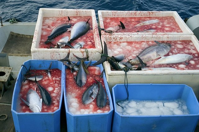 Названа причина исчезновения рыболовецкого судна «Восток»