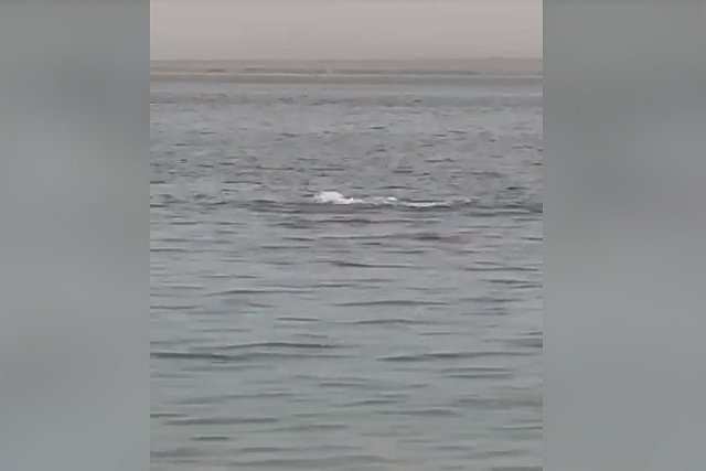 Акула заживо съела 23-летнего россиянина в Хургаде