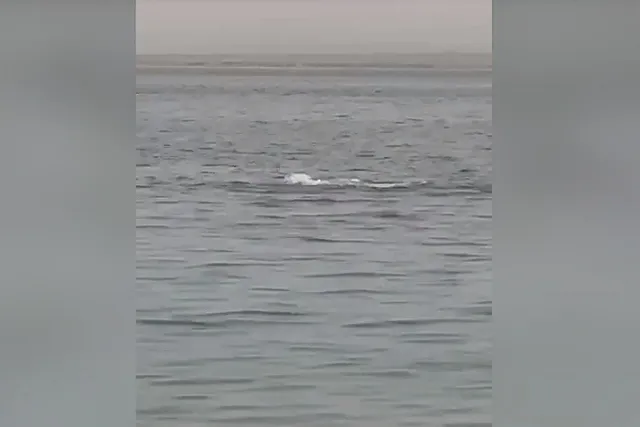 Акула заживо съела 23-летнего россиянина в Хургаде