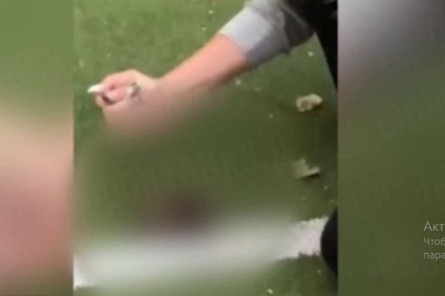 В Петербурге школьница на камеру зарезала ежика