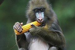 Мандрилы заставили сотрудников зоопарка говорить по-немецки