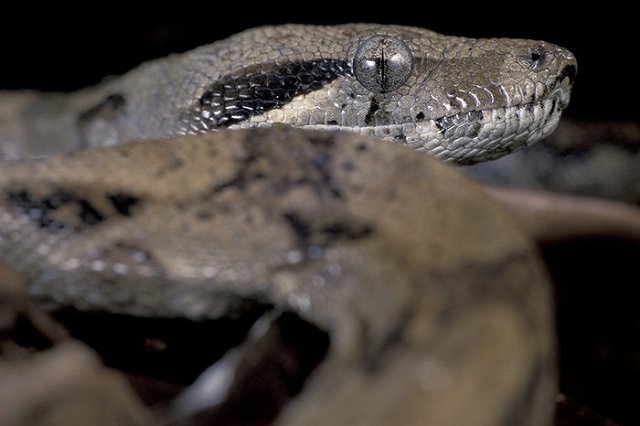 «Коляда-Театр» купил удава