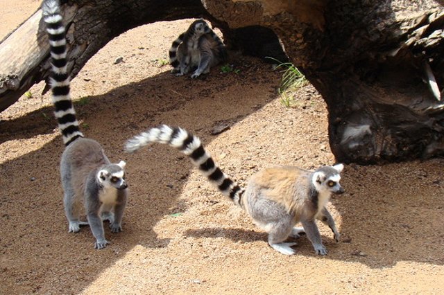 Жительницу Сургута поймали на мошенничестве с лемурами
