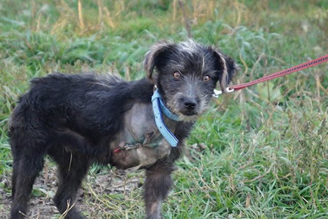 Трехлапый пёс Кирюша из Омска отправился в Канаду на ПМЖ