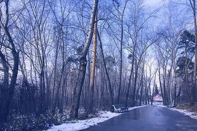 Екатеринбургские ученые: «Срочно нужен снег или растения вымерзнут»
