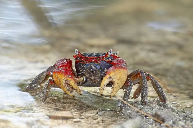 ФСИН передала в СК материалы проверки фото, на которых Цеповяз ест икру и крабов