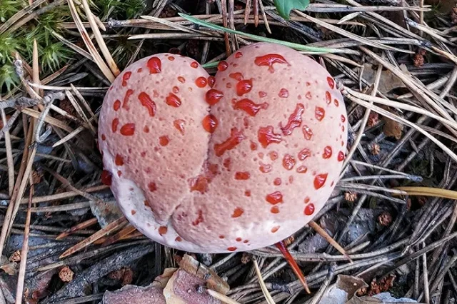 Екатеринбурженка нашла в лесу страшные грибы, которые кровоточат