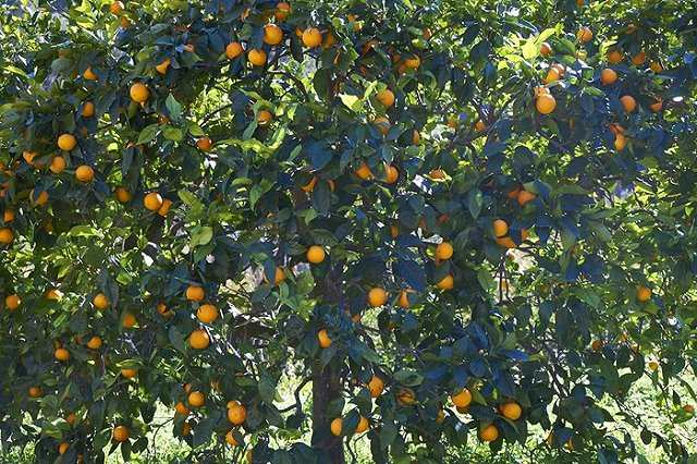 Испанские фермеры так и не смогли найти замену российскому рынку