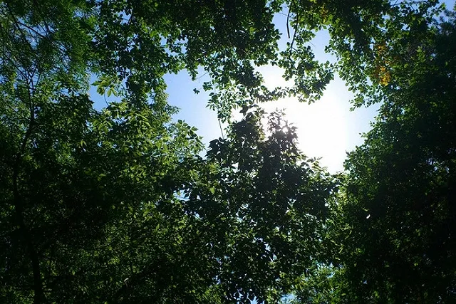 Шарташский лесопарк благоустраивают и в снег, и в дождь