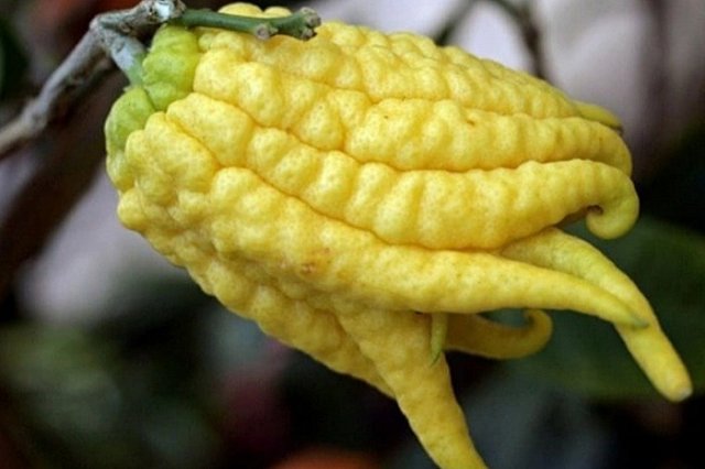 В Екатеринбурге обнаружен очень страшный цитрус с пальцами