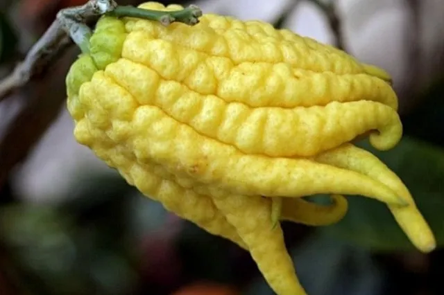 В Екатеринбурге обнаружен очень страшный цитрус с пальцами