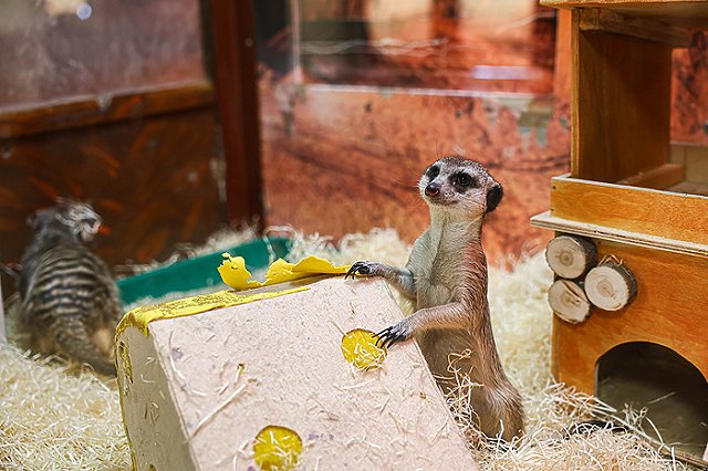 Новая семья поселилась в зоопарке Екатеринбурга