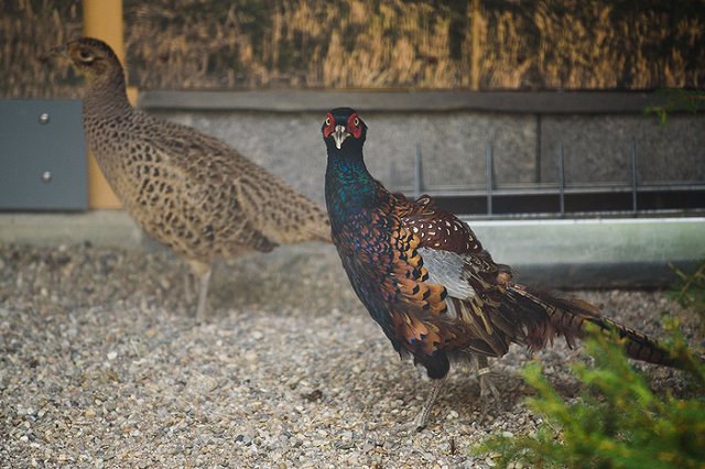 Студента из Белоруссии задержали за убийство 12 фазанов в парке Горького