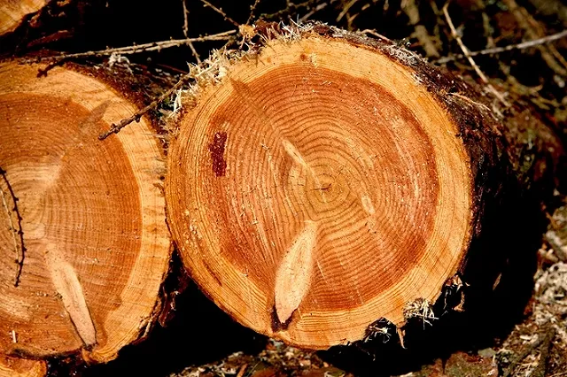 19-летний уралец бросал бревна перед идущим поездом