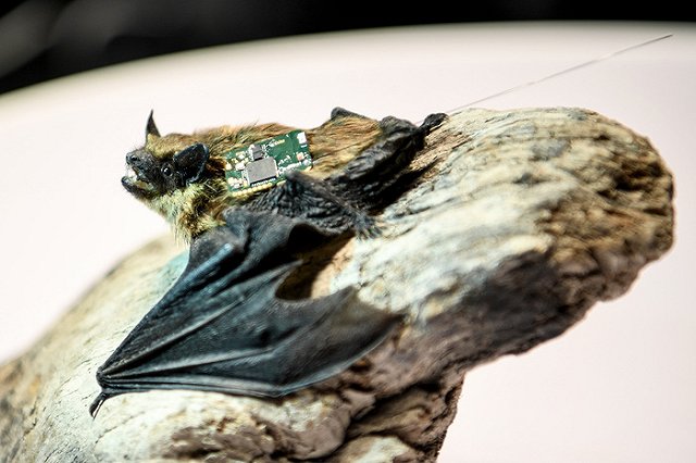 Профессор РАН описали сценарий искусственного появления коронавируса