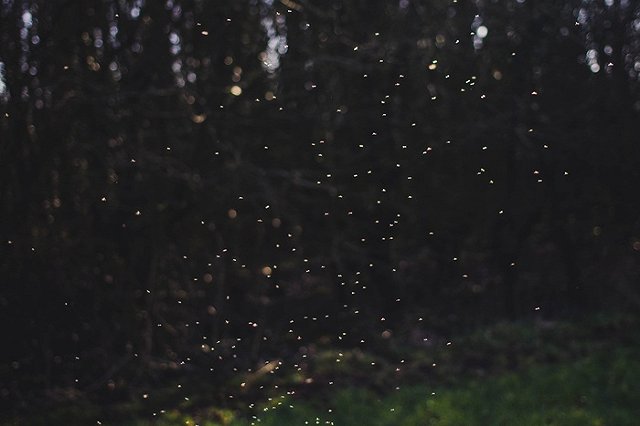 На Юго-Западе нашествие мошек