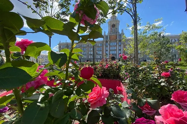 Центр Екатеринбурга вновь превратили в прекрасный сад