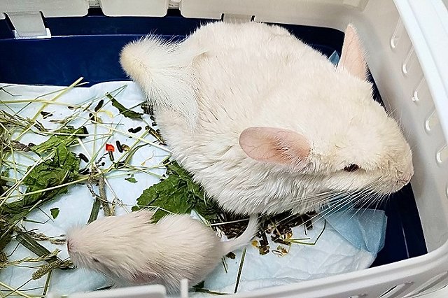 Кесарево сечение шиншилле провели в ветклинике Екатеринбурга