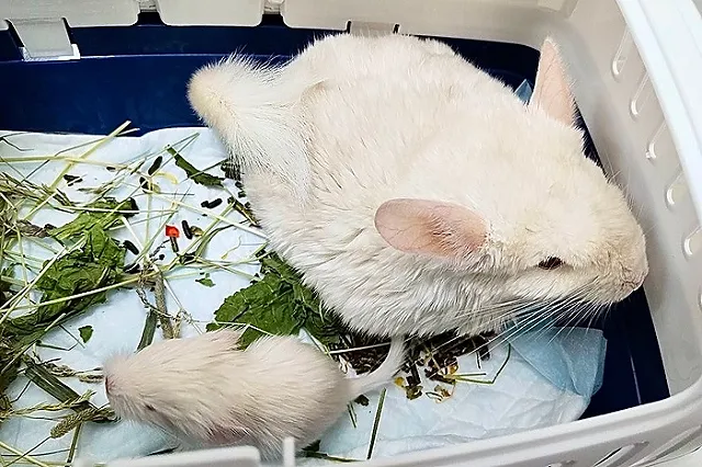 Кесарево сечение шиншилле провели в ветклинике Екатеринбурга