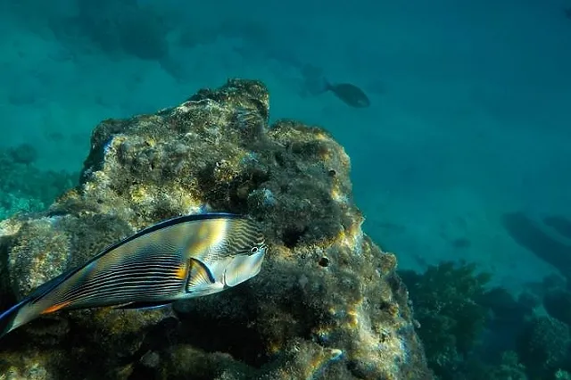 Падение спроса на отдых в Египте ожидает глава Уральской ассоциации туризма