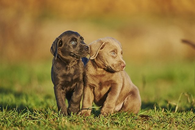 Покупатель больного щенка не смог засудить питомник, чтобы вернуть деньги