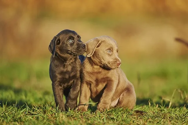 Покупатель больного щенка не смог засудить питомник, чтобы вернуть деньги
