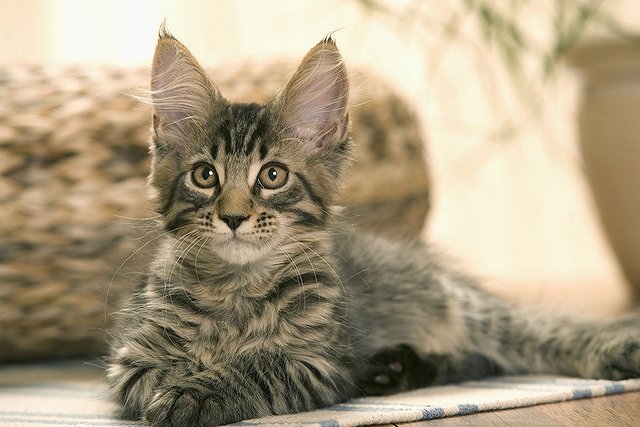 Столичная полиция задержала похитителей котенка каракала